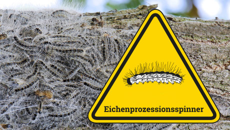 Jetzt Schutzausrüstung gegen Eichenprozessionsspinner kaufen Warnschild mit Zeichnung Eichenprozessionsspinner, im Hintergrund Foto der Tiere