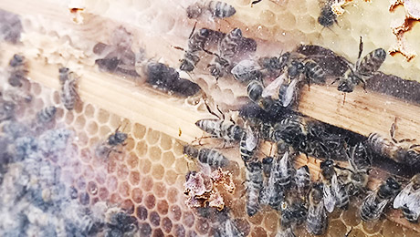 Im Schaukasten erleben die Schüler:innen das Leben innerhalb des Stocks live Bienen in einem verglasten Schaukasten