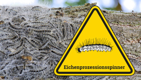 Warnschild mit Zeichnung Eichenprozessionsspinner, im Hintergrund Foto der Tiere